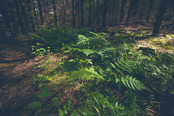 Image showing Green fern in a dark forest
