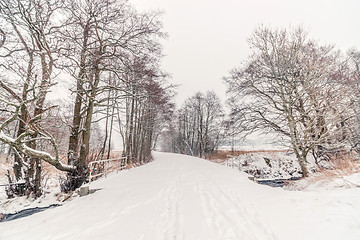 Image showing Forest trail with snow in the winter