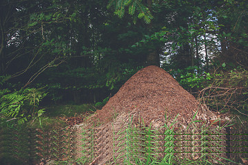 Image showing Anthill in a pine forest