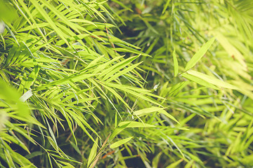 Image showing Bamboo leaves in a rainforest