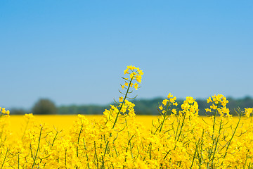 Image showing Rapeseed field with yellow plants