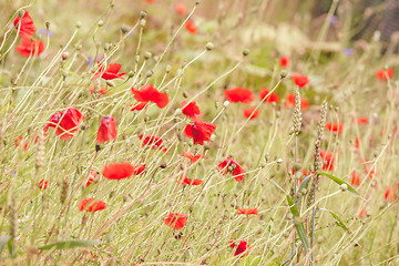 Image showing Poppy flowers on a meadow