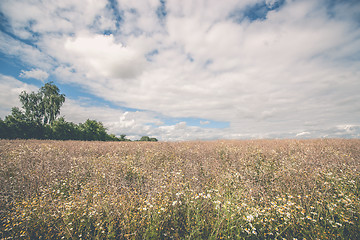 Image showing Rural landscape with wildflowers