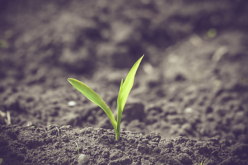 Image showing Green corn sprout in black soil