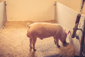 Image showing Pig eating grain in a stable