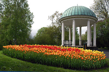 Image showing Tullip in the park.