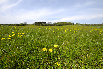 Image showing Farmland with dandelions and green grass