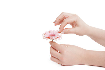 Image showing Female hands holding pink flower