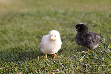 Image showing Newborn chicken on a meadow