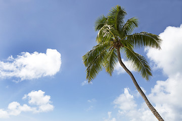 Image showing Palm tree in front of blue sky