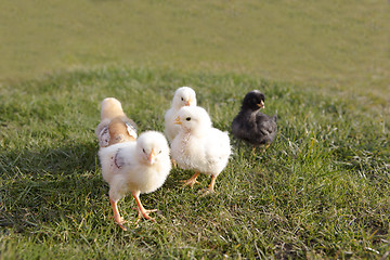 Image showing Young chicken on a meadow