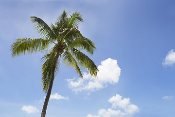 Image showing Palm tree in front of blue sky