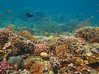 Image showing Thriving  coral reef alive with marine life and shoals of fish, 