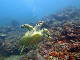 Image showing Hawksbill  sea turtle   current on coral reef  island, Bali.