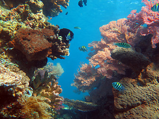 Image showing Thriving  coral reef alive with marine life and shoals of fish, 