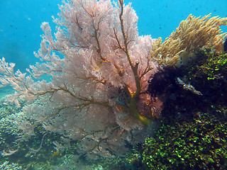 Image showing Thriving  coral reef alive with marine life and shoals of fish, 