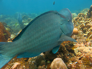 Image showing Fish Humphead Parrotfish, Bolbometopon muricatum in Bali.