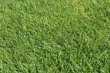 Image showing Green grass texture for background