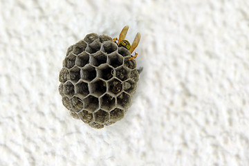 Image showing Empty wasps\' nest against a white wall.