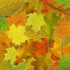 Image showing Colorful and bright background made of fallen autumn leaves.