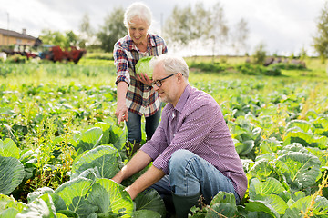 Image showing senior couple picking cabbage on farm