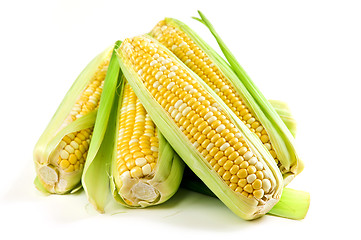 Image showing Corn ears on white background