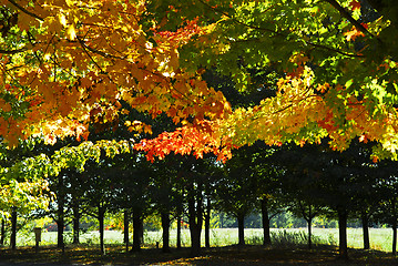 Image showing Autumn trees in fall park