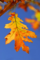 Image showing Autumn leaves