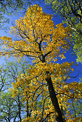 Image showing Big autumn tree in fall park