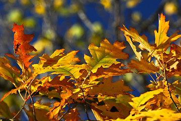 Image showing Autumn leaves