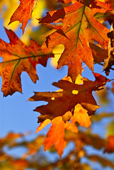 Image showing Autumn leaves