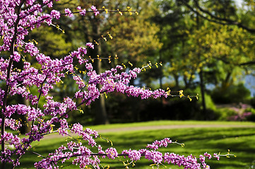 Image showing Blooming cherry tree in spring park