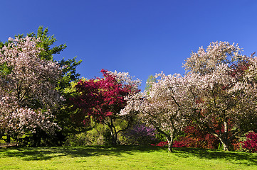 Image showing Blooming fruit trees in spring park