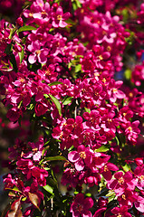 Image showing Blooming apple tree in spring park