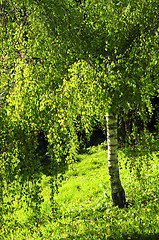 Image showing Green birch tree