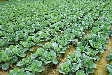 Image showing Rows of grown cabbages in Cameron Highland