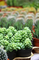 Image showing Group of small cactus in the pot