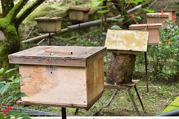 Image showing Bee farms located in Cameron Highlands