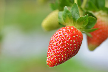 Image showing Fresh strawberries that are grown in greenhouses