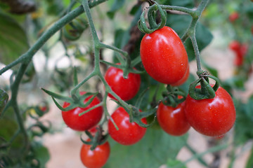 Image showing Cherry tomatoes grow in the garden