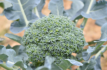 Image showing Raw broccoli in the farm 