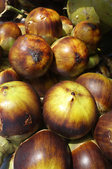 Image showing Sea coconut or Lodoicea Maldivica