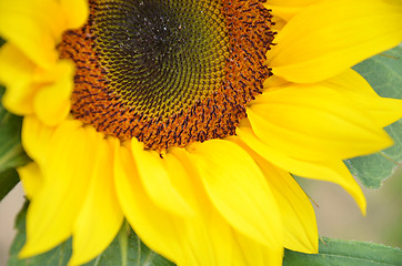 Image showing Beautiful yellow sunflower blooming