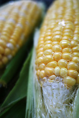 Image showing Yellow and white corn cobs