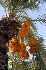 Image showing Date palm with bunches of ripening fruit