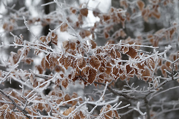 Image showing Frozen tree branch with autumn leaves
