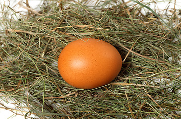 Image showing Chicken egg in nest