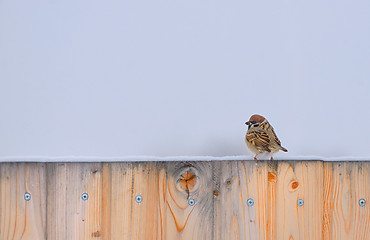 Image showing Little Sparrow on fence