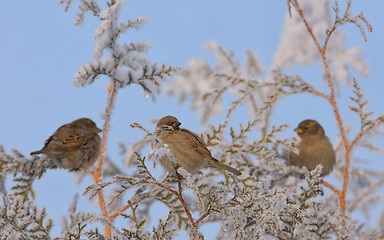 Image showing Little Sparrows on pine tree branch 