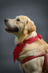 Image showing golden retriever dog